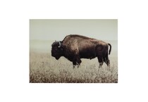 acrylic paintings prints oil paintings   