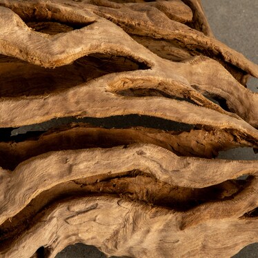Teak Root