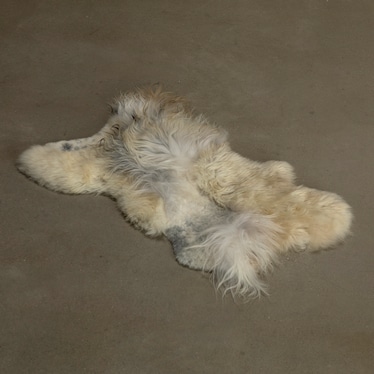 Icelandic Sheepskin 2'x6' Multi White / Gray Rug