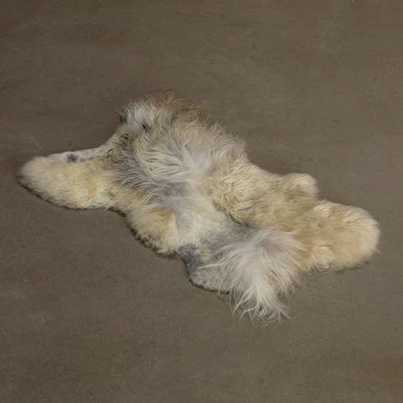 Icelandic Sheepskin 2'x6' Multi White / Gray Rug