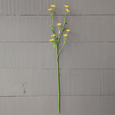 Yellow Prairie Flower