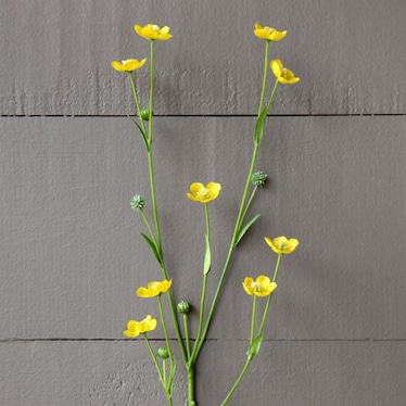 Yellow Prairie Flower