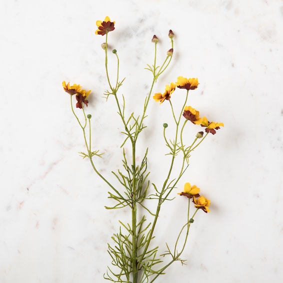 Cosmos Stem