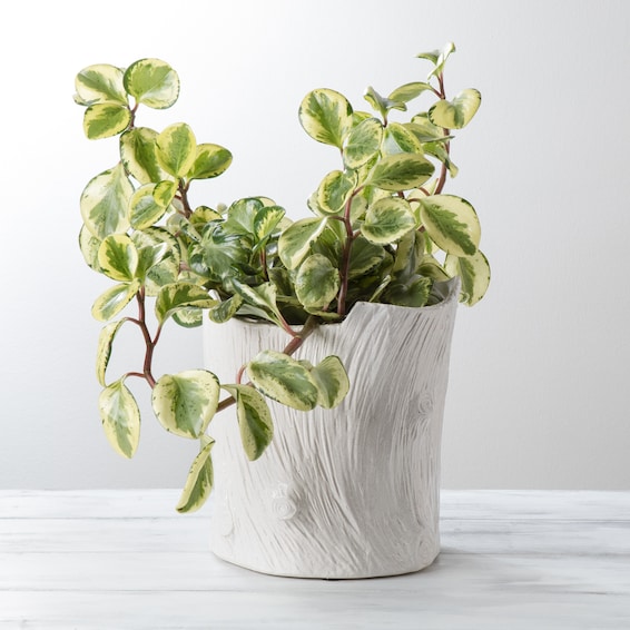 Modern Faux Bois Pot