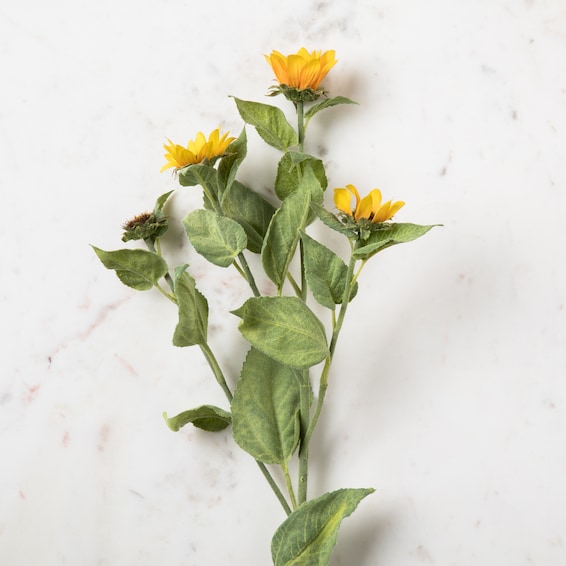 Wild Sunflower Stem