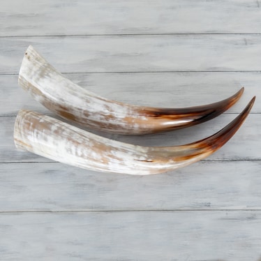 Pair Small Cow Horns Natural