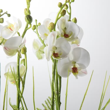 Phalaenopsis & Fern Drop-In - 21"