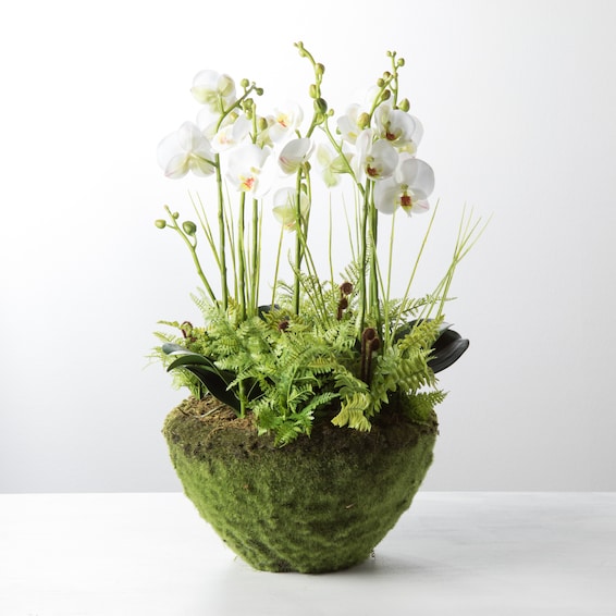 Phalaenopsis & Fern Drop-In - 21"