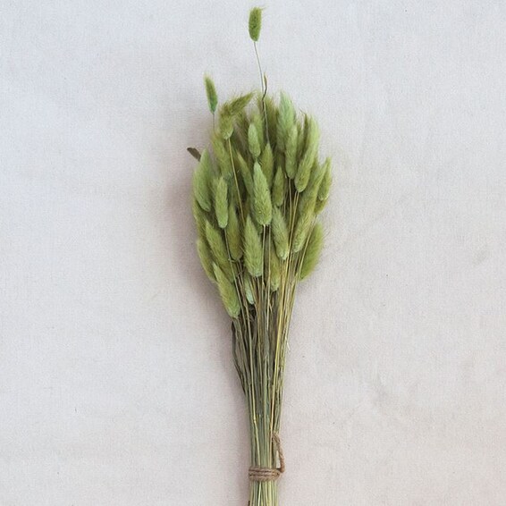 Bunny Tail Grass