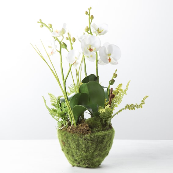 Phalaenopsis & Fern Drop-In - 18"