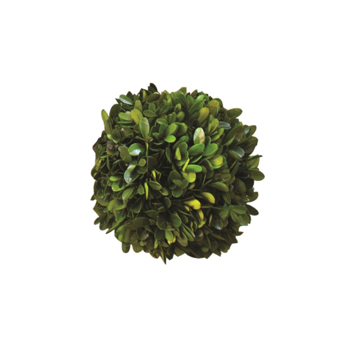 august haven