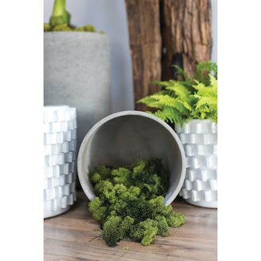 Box of Moss - Moss Green