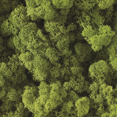 Box of Moss - Spring Green