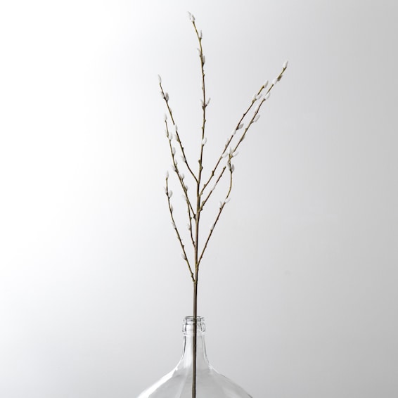 Pussy Willow Stem