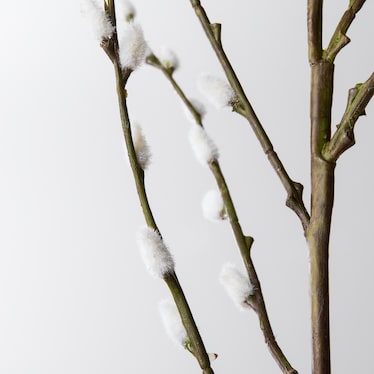 Pussy Willow Stem